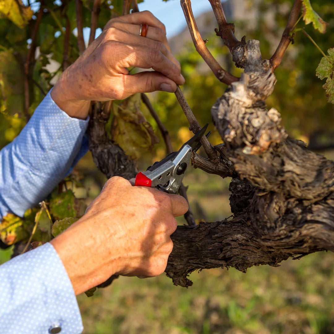 Professionele Snoeischaar Felco Maat S (6)