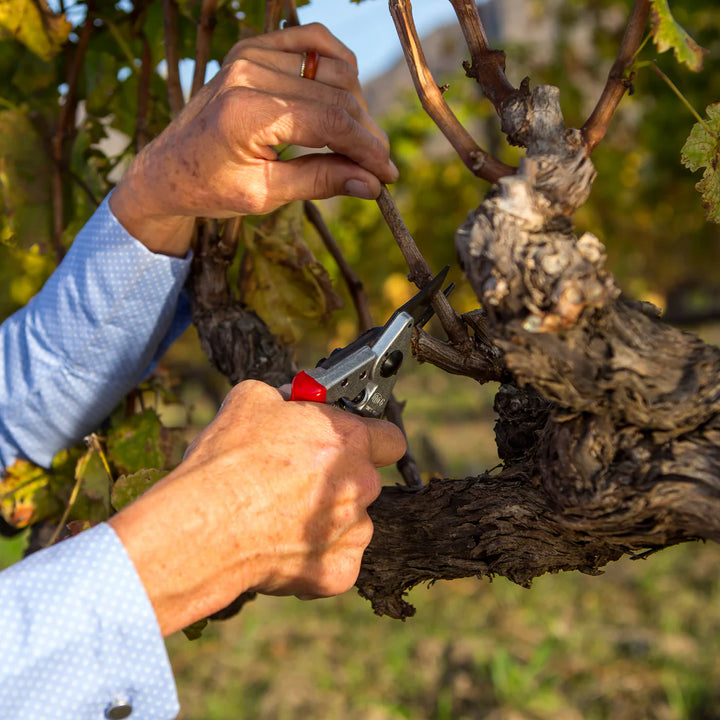 Professionele Snoeischaar Felco Maat S (6)