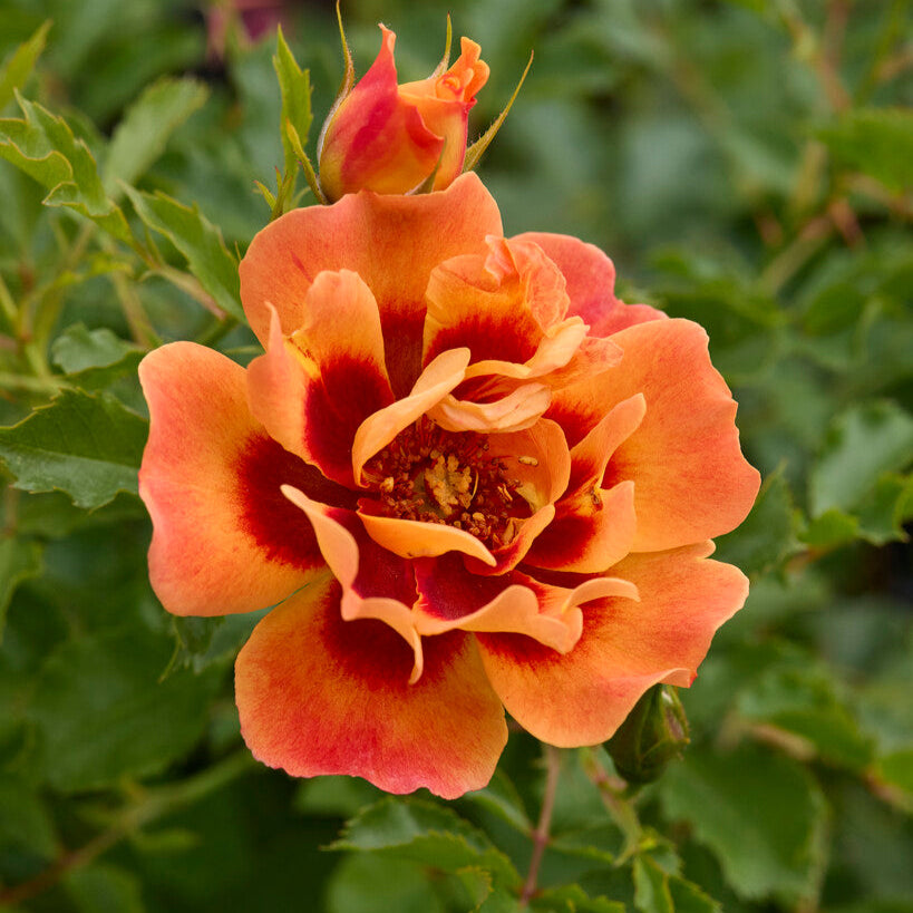 Persion Roses Flame Babylon Eyes - Healthy Persian Shrub Rose | Belle Epoque Roses