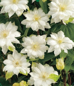 Clematis 'Duchess of Edinburgh'