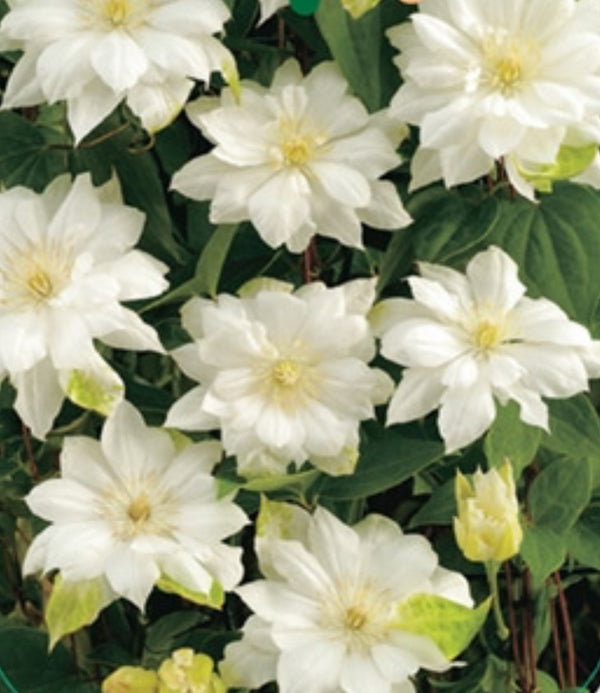 Clematis 'Duchess of Edinburgh'