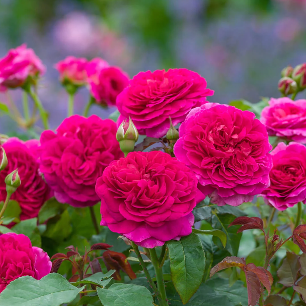 Groot gevulde donkerroze rozetbloemen op een ronde struik met donker blad.
