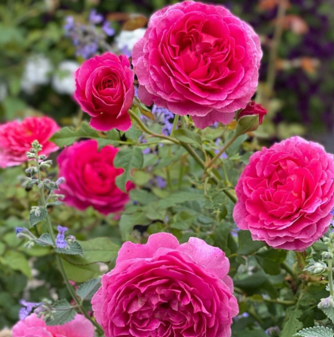 Groot gevulde donkerroze rozetbloemen op een ronde struik met donker blad.
