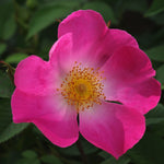 Galilica Complicata