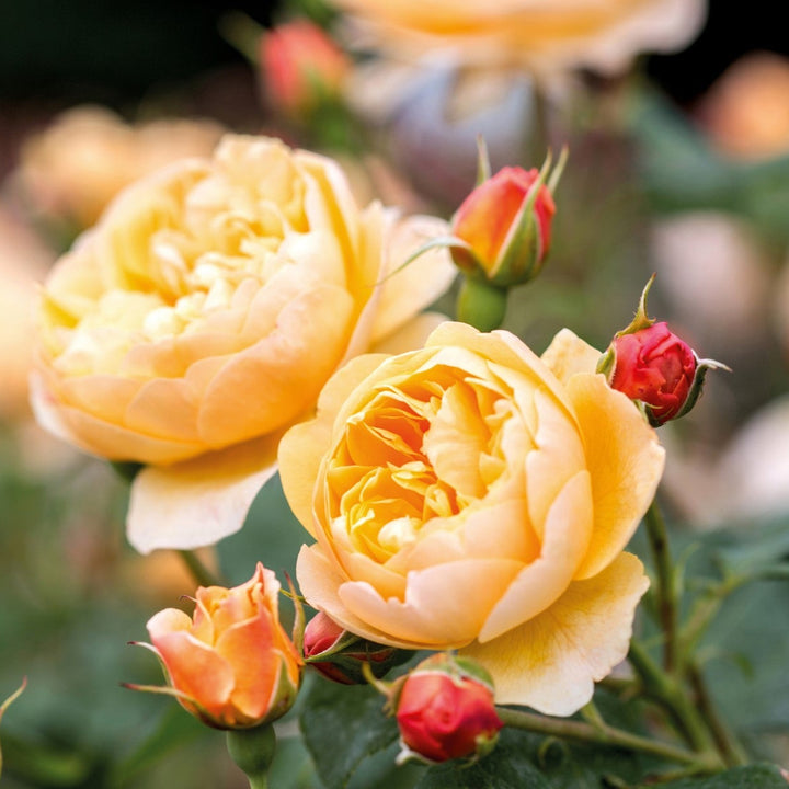 Roald Dahl (Ausowlich)