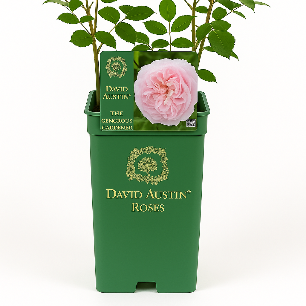 The Generous Gardener (Ausdrawn)