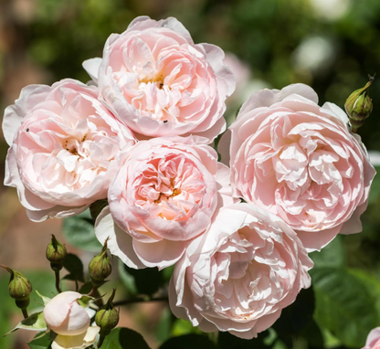 Gentle Hermione (Ausrumba) Bare root