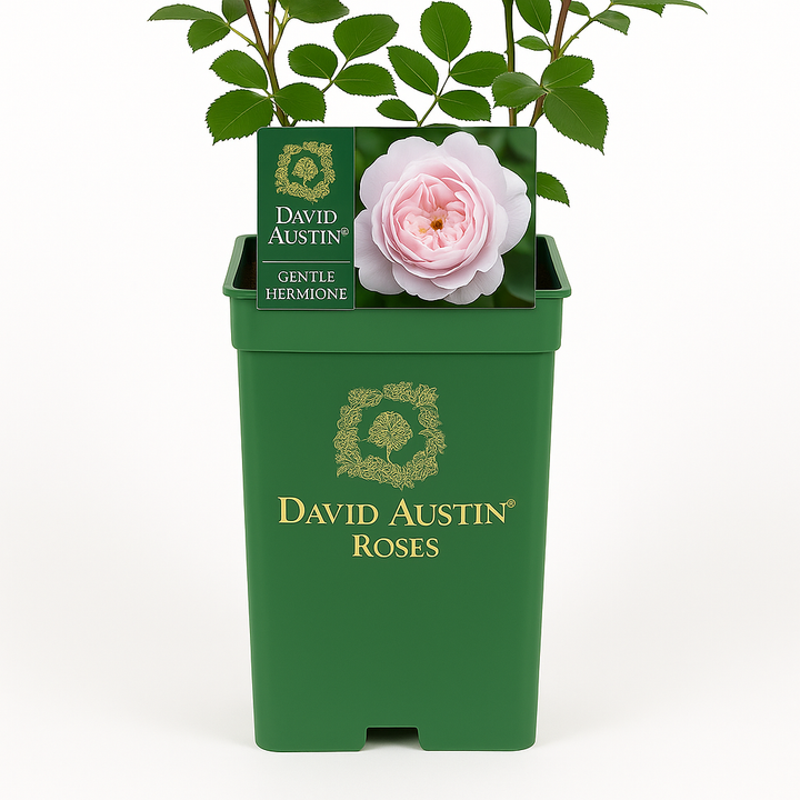 Gentle Hermione (Ausrumba)