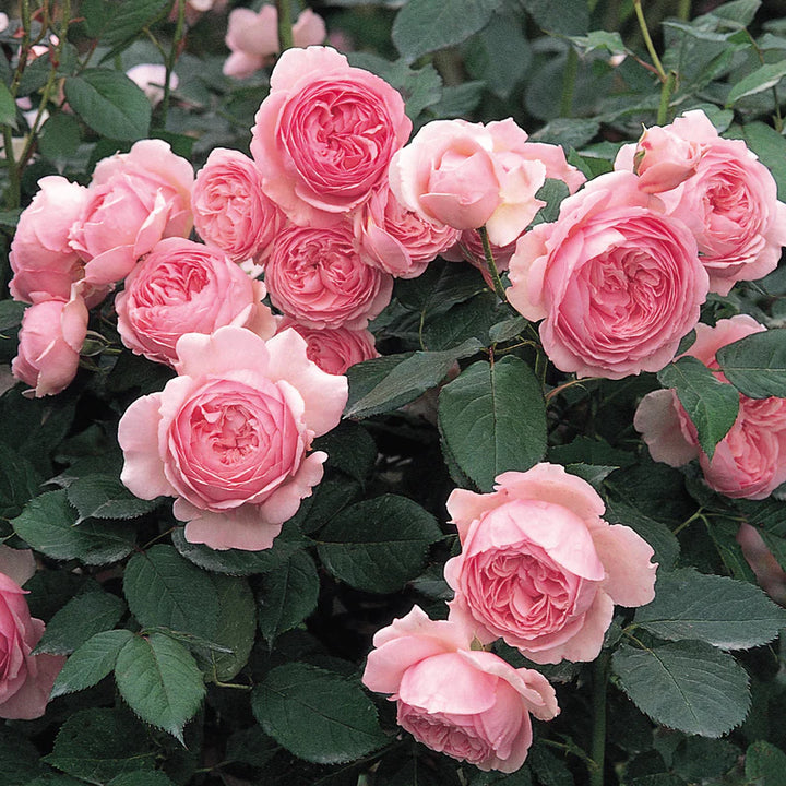 Geoff Hamilton (Ausham)