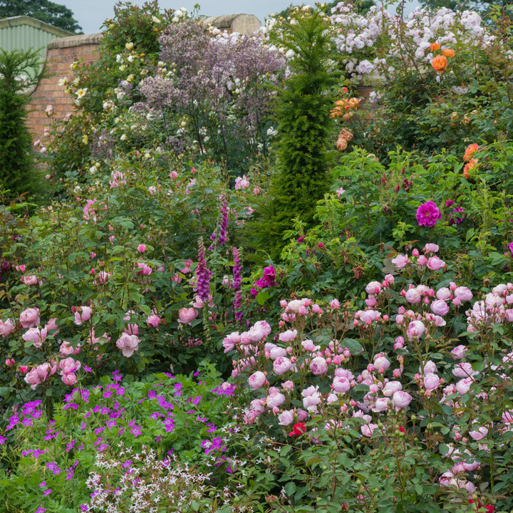 Geoff Hamilton (Ausham)