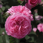 Gertrude Jekyll (Ausboard) (XL Kletterrose)