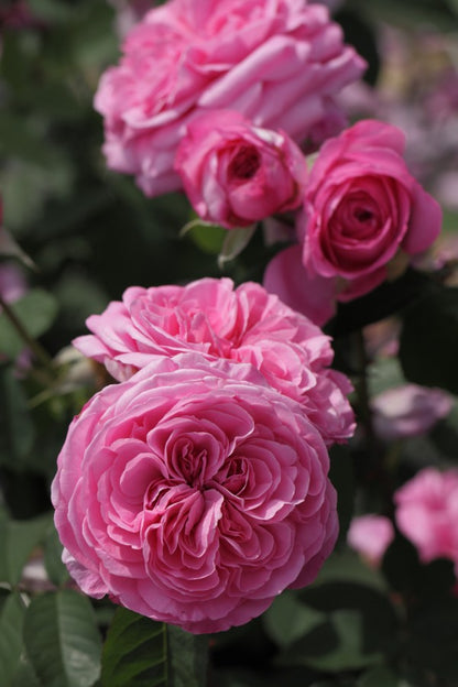 Gertrude Jekyll (Ausboard) (wortel)