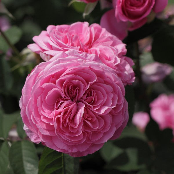 Gertrude Jekyll (Ausboard)