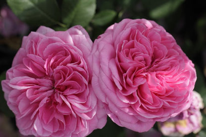 Gertrude Jekyll (Ausboard) (wortel)