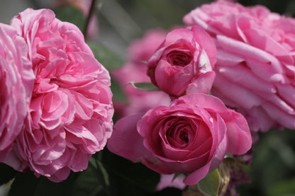 Gertrude Jekyll (Ausboard) (Karotte)