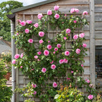 Gertrude Jekyll (Ausboard) (XL Kletterrose)