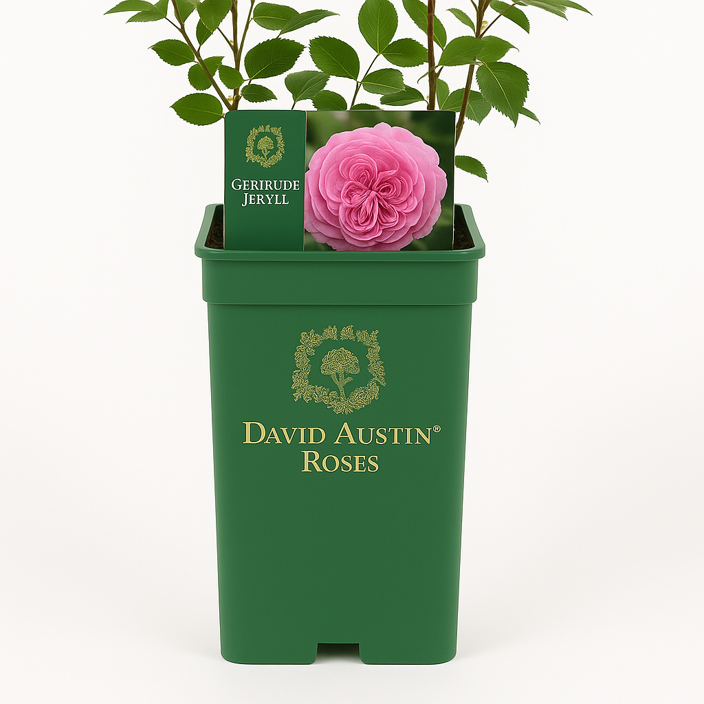 Gertrude Jekyll (Ausboard)