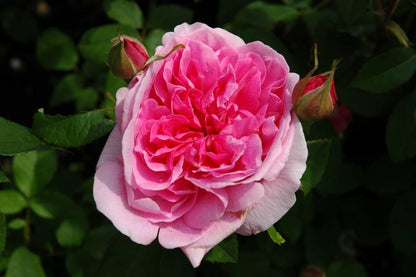 Gertrude Jekyll