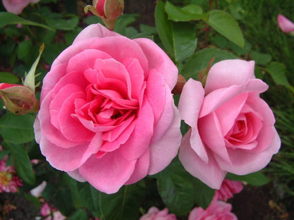 Gertrude Jekyll