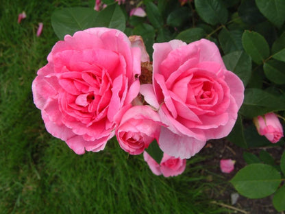 Gertrude Jekyll (Ausboard) (wortel)