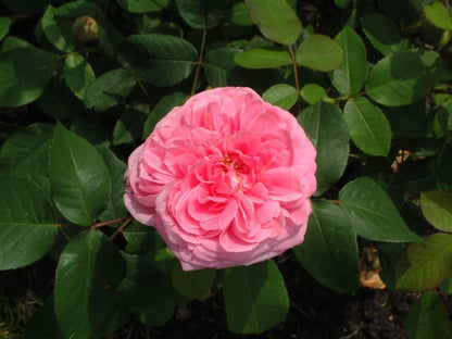 Gertrude Jekyll