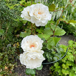Margaret Merril Rose
