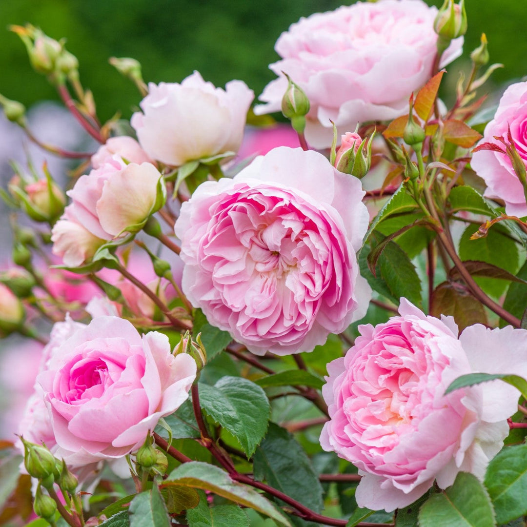 Silas Marner (Ausraveloe)