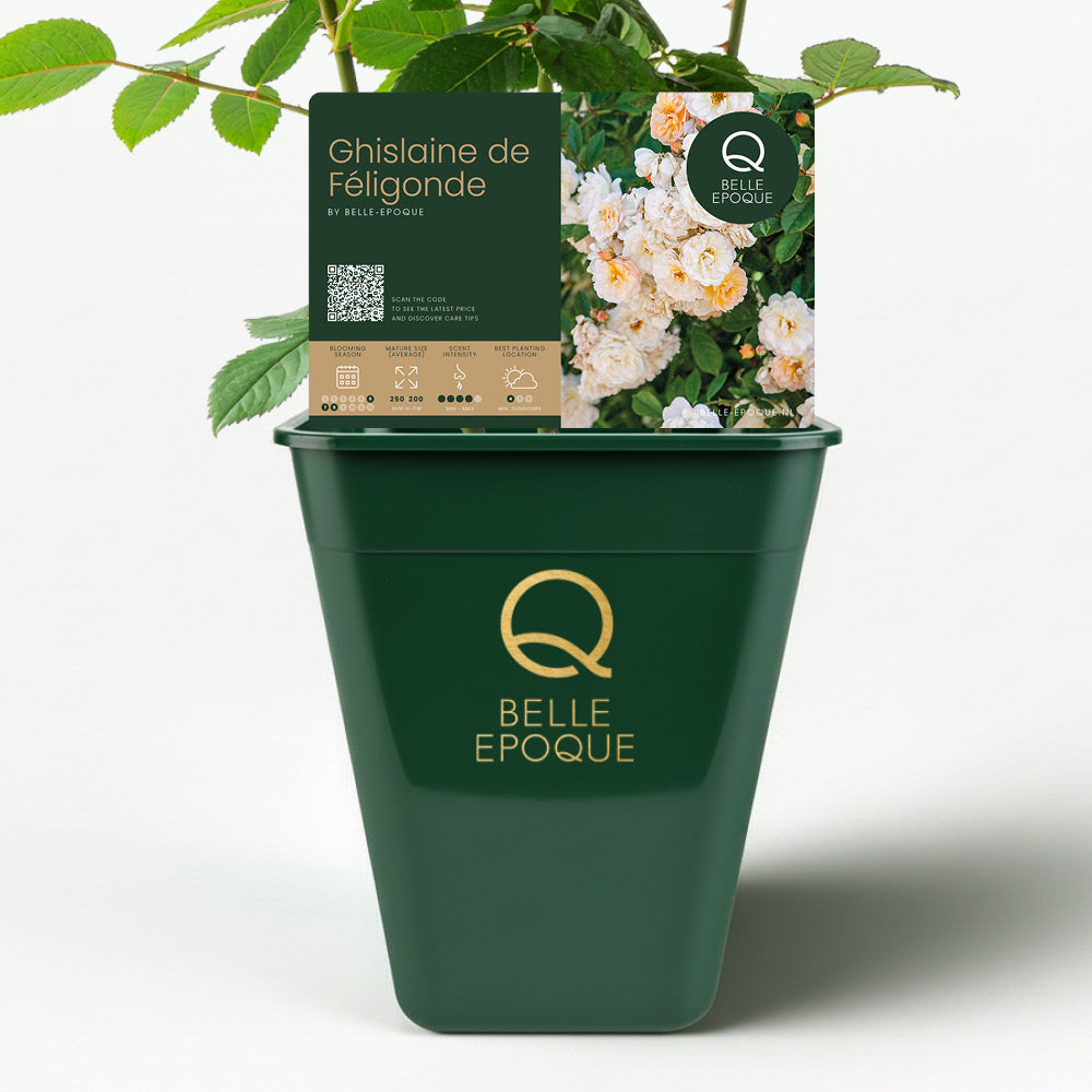 Ghislaine de Féligonde (XL Climbing Rose)