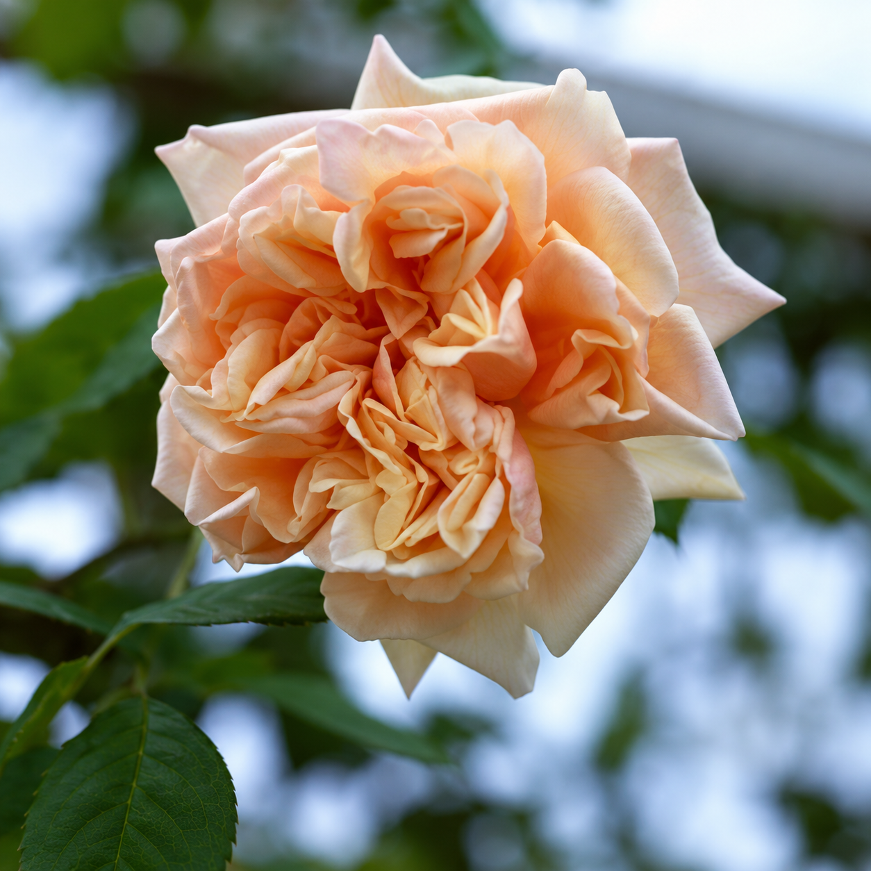 Buy Gloire de Dijon climbing rose | Belle Epoque