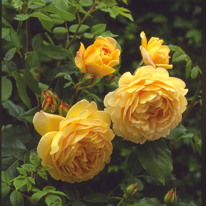 Golden Celebration (Ausgold)