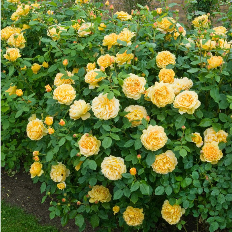 Golden Celebration (Ausgold)