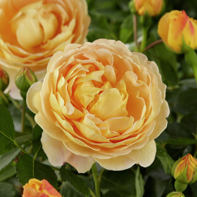 Golden Celebration (Ausgold)