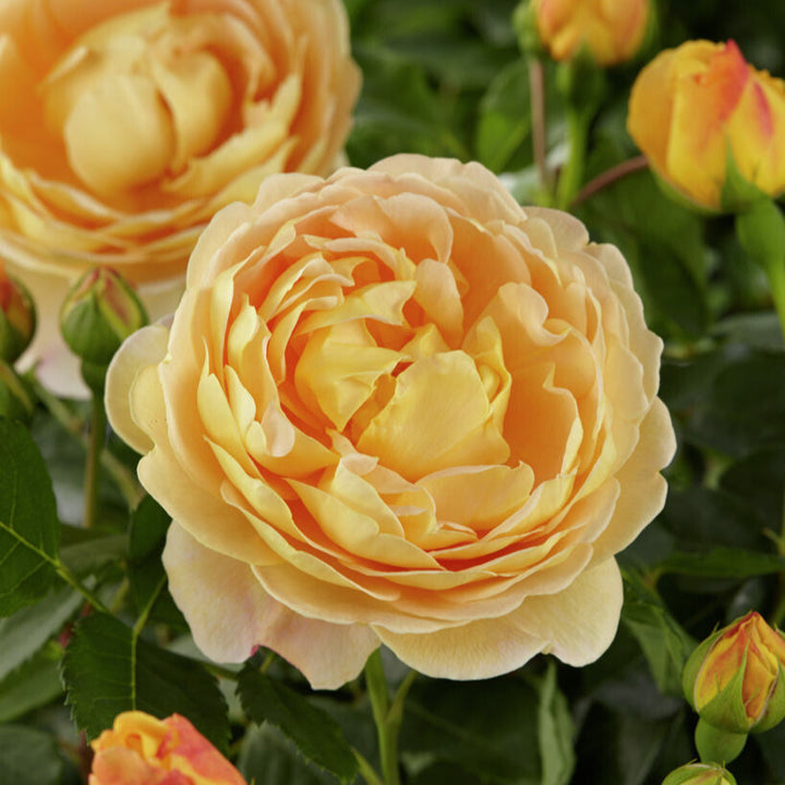 Golden Celebration (Ausgold)