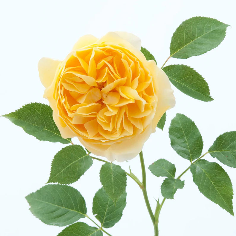 Graham Thomas (Ausmas)