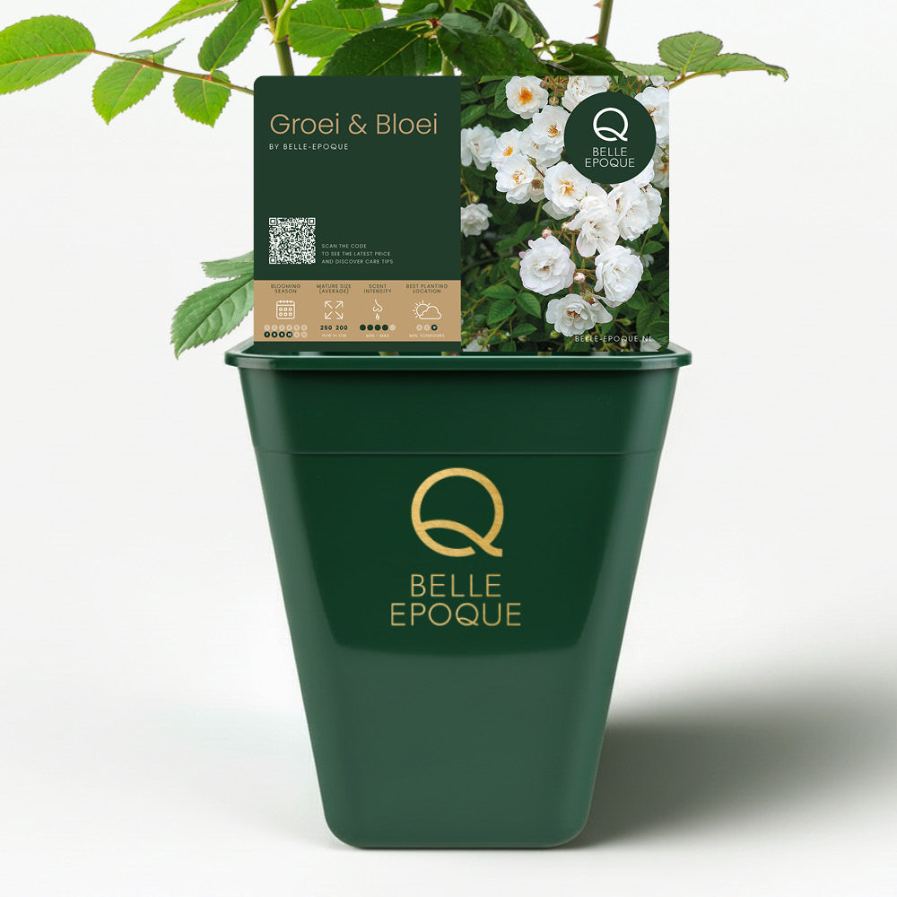 Paragon Groei & Bloei