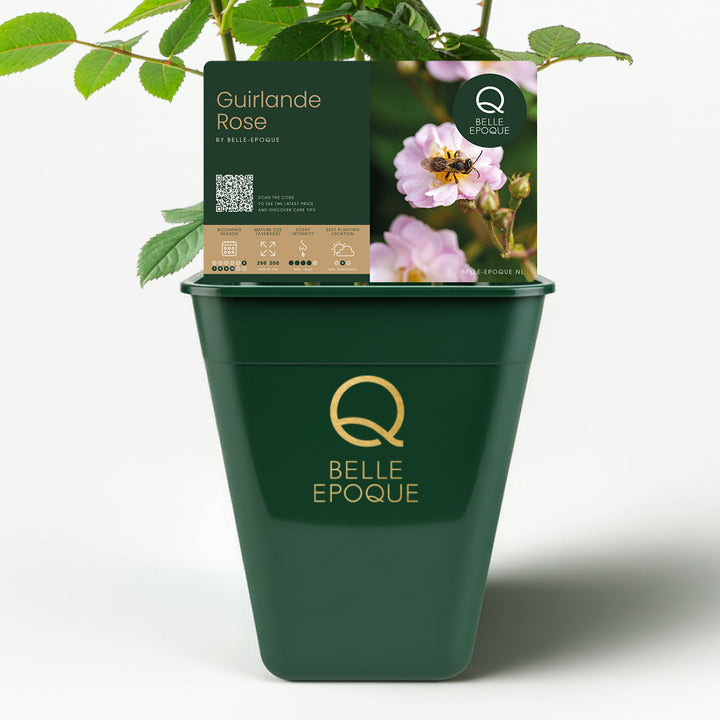 Garland Rose (XL Climbing Rose)