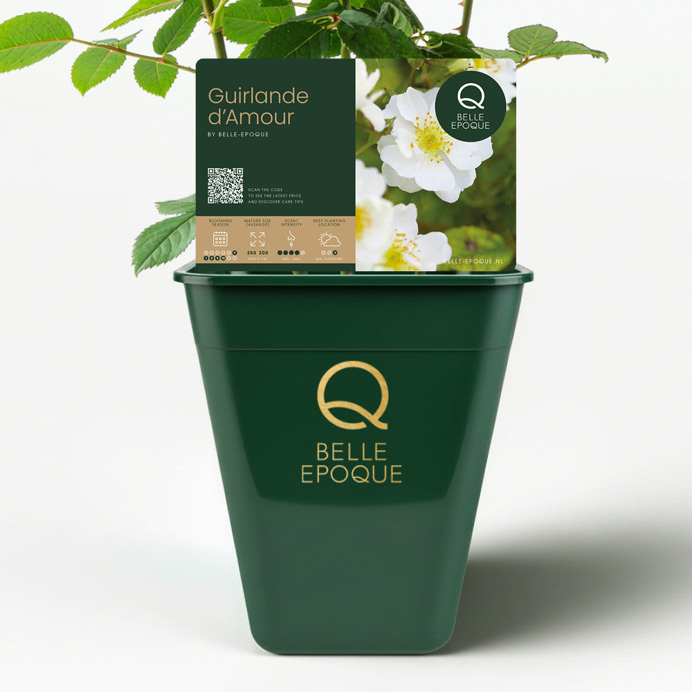 Guirlande d'Amour (XL Climbing Rose)