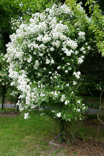 Garland of Love (on stem)