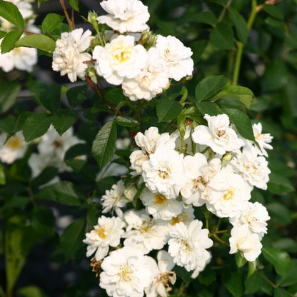 Garland of Love (on stem)