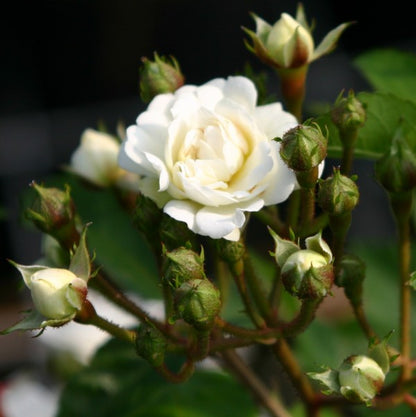 Garland of Love (on stem)