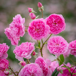 Harlow Carr (Auslagerung)
