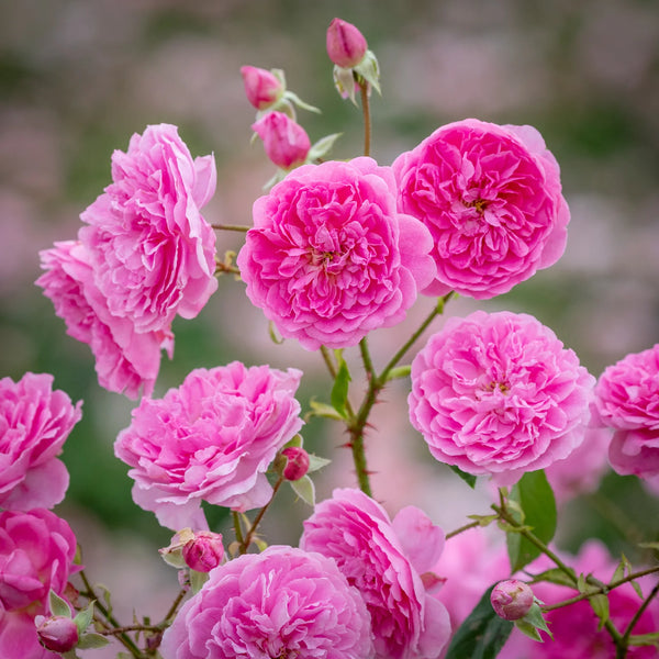 Harlow Carr (Auslagerung)