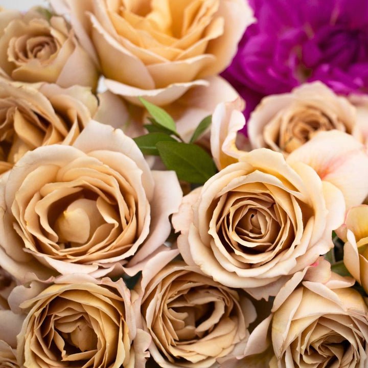 Japanese rose Princess Hana Spray (NEW 2026)