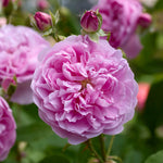 Harlow Carr (Auslagerung)