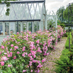 Harlow Carr (Auslagerung)