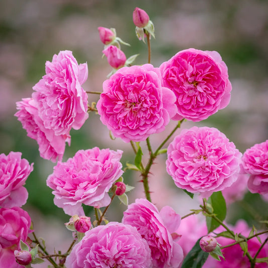 Harlow Carr (Aushouse) (wortel)