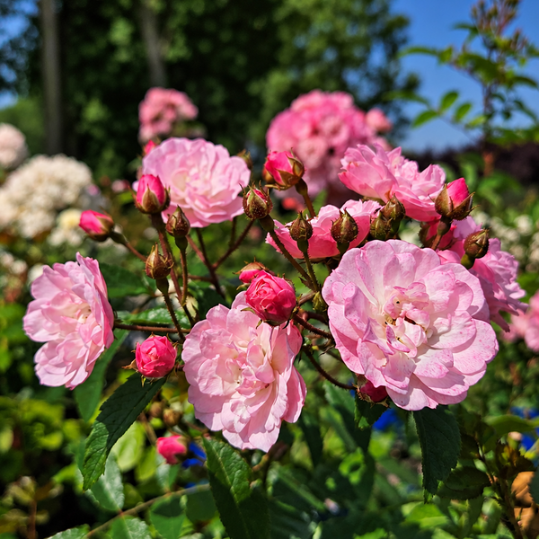 Heavenly Pink
