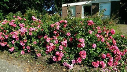 Heidetraum Flower Carpet (wortel)