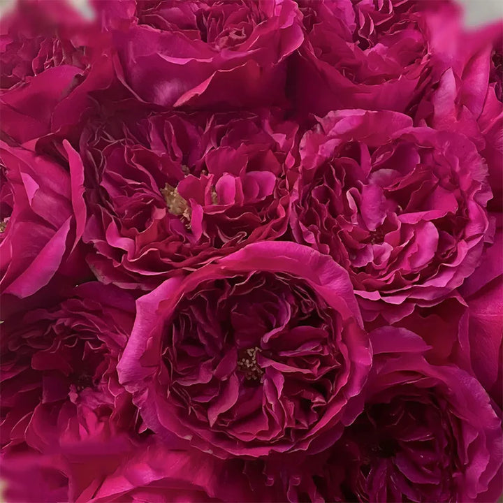 Japanese Rose Princess Kishi (Long & happy life)