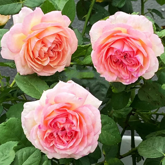 Rose japonaise Princesse Sakura (Fleur de cerisier)